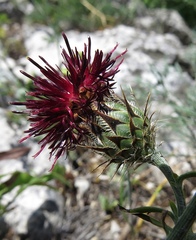 Centaurea atropurpurea