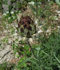 Centaurea atropurpurea