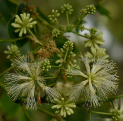 Albizia procera