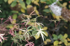 Acer pentaphyllum