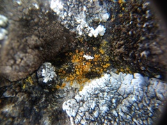 Xanthocarpia crenulatella