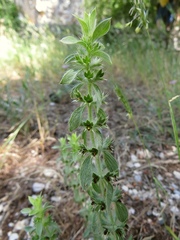 Sideritis montana