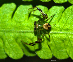 Thomisidae