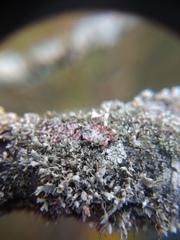 Laetisaria lichenicola