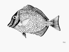 Biafra Doctorfish photo 3