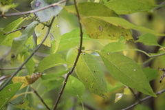 Forestiera acuminata