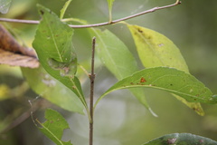 Forestiera acuminata