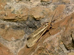 Brachodes