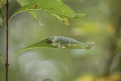 Forestiera acuminata