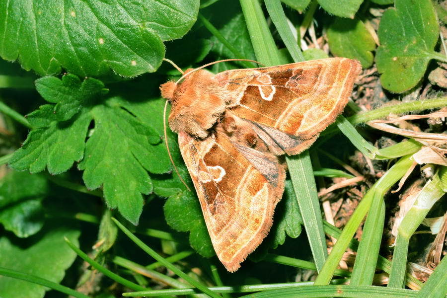Euchalcia herrichi