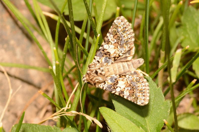 Hadena sogdiana
