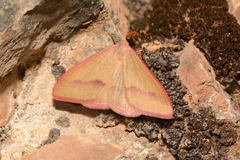 Rhodostrophia adauctata