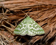 Thetidia correspondens