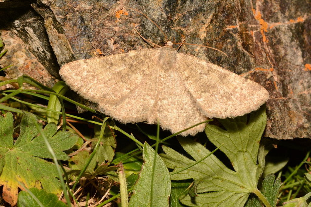 Gnophos sericaria