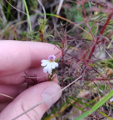 Euphrasia tricuspidata