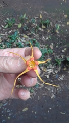Strophanthus speciosus