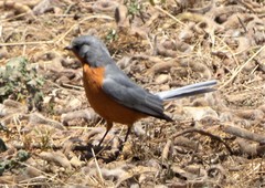 Melaenornis semipartitus