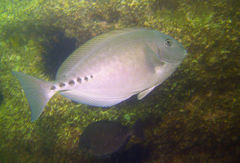Sixplate Sawtail photo 4