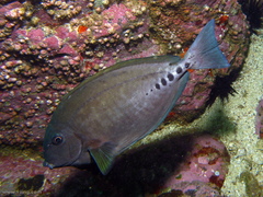 Prionurus microlepidotus