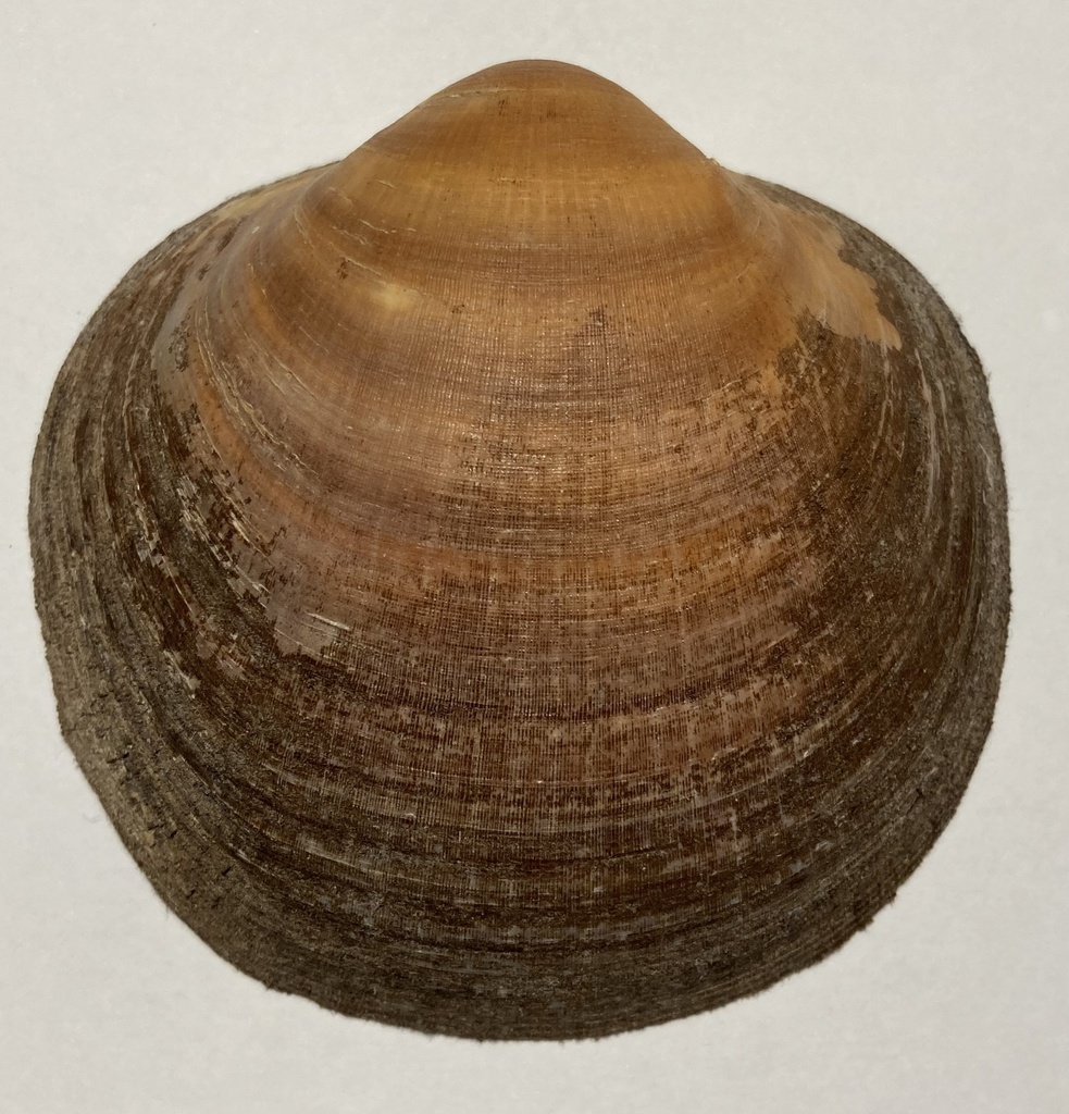 two-spotted bittersweet clam