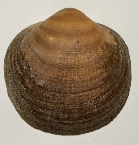 Representative image of Glycymeris bimaculata