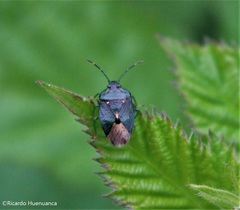 Ditomotarsus punctiventris
