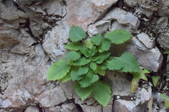 Campanula elatinoides
