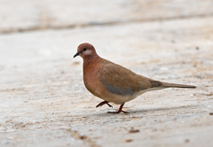 Streptopelia senegalensis