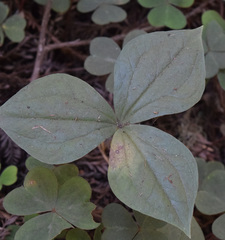 Trillium ovatum