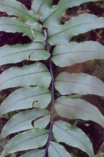 Cyrtomium laetevirens iNat (1)