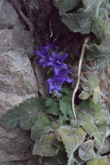 Campanula elatinoides