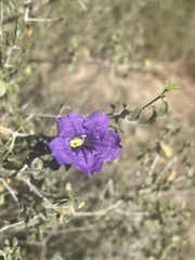 Ruellia californica peninsularis