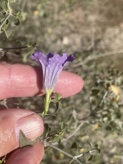 Ruellia californica peninsularis