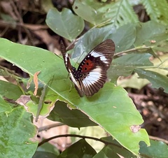 Pseudacraea dolomena