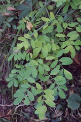 Hippocrepis emerus emerus