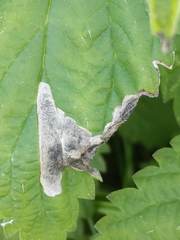 Agromyza pseudoreptans