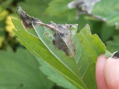 Agromyza pseudoreptans