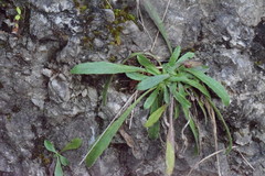 Leontodon tenuiflorus