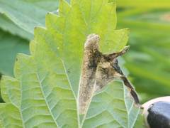 Agromyza pseudoreptans