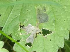 Agromyza pseudoreptans