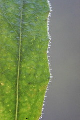 Leontodon tenuiflorus