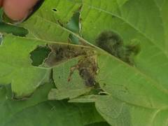 Agromyza pseudoreptans