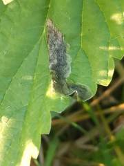 Agromyza pseudoreptans