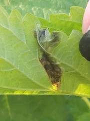 Agromyza pseudoreptans