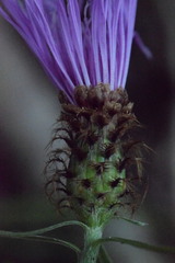 Centaurea rhaetica