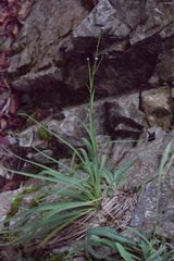 Hieracium porrifolium