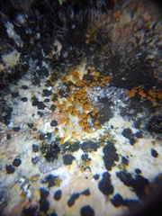 Xanthocarpia crenulatella