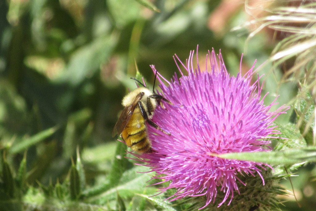 Northern Bees Golden Northern Bumble Bee from Montrose County, CO, USA on September 7 ...