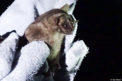 Artibeus lituratus