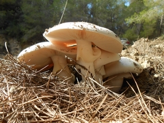 Amanita proxima
